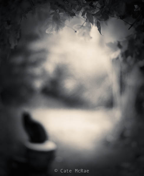 Backyard © Cate McRae 2008