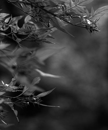 flight ⓒ Cate McRae 2009 All Rights Reserved
