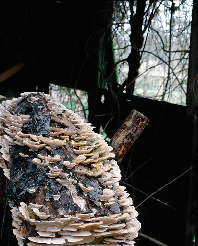 Log of Wood, Copyright ⓒ 2008 Cate McRae; All Rights Reserved reserved