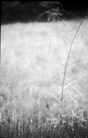 Between the tall grass and the wild blackberries (Blackberry Bush)