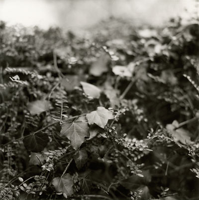 Over the Wall ⓒ Cate McRae 2009; All Rights Reserved