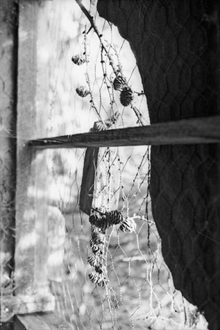 The Shed Wall, Copyright ⓒ 2008 Cate McRae; All Rights Reserved reserved