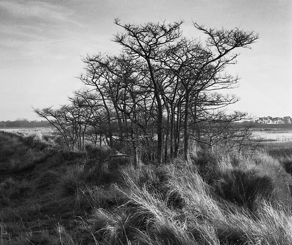 Tree Clump, East Anglia, Copyright ⓒ 2008 Cate McRae; All Rights Reserved reserved