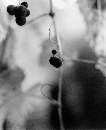 whorl ⓒ Cate McRae 2009 All Rights Reserved