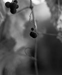whorl ⓒ Cate McRae 2008 Al Rights Reserved